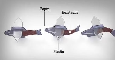 ابتكار سمكة روبوتية في المختبر من خلايا القلب البشري